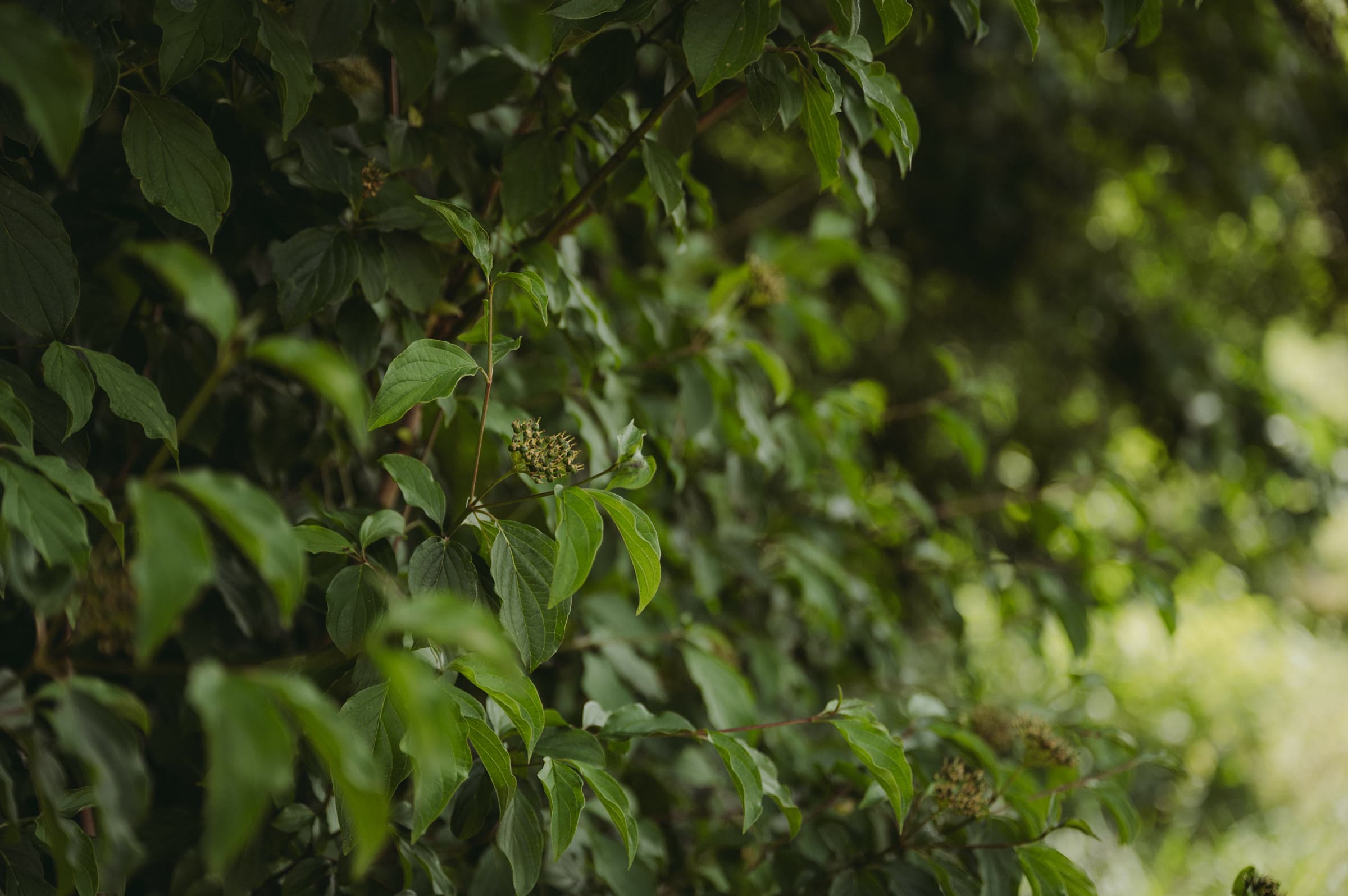 Sunlit green forest foliage