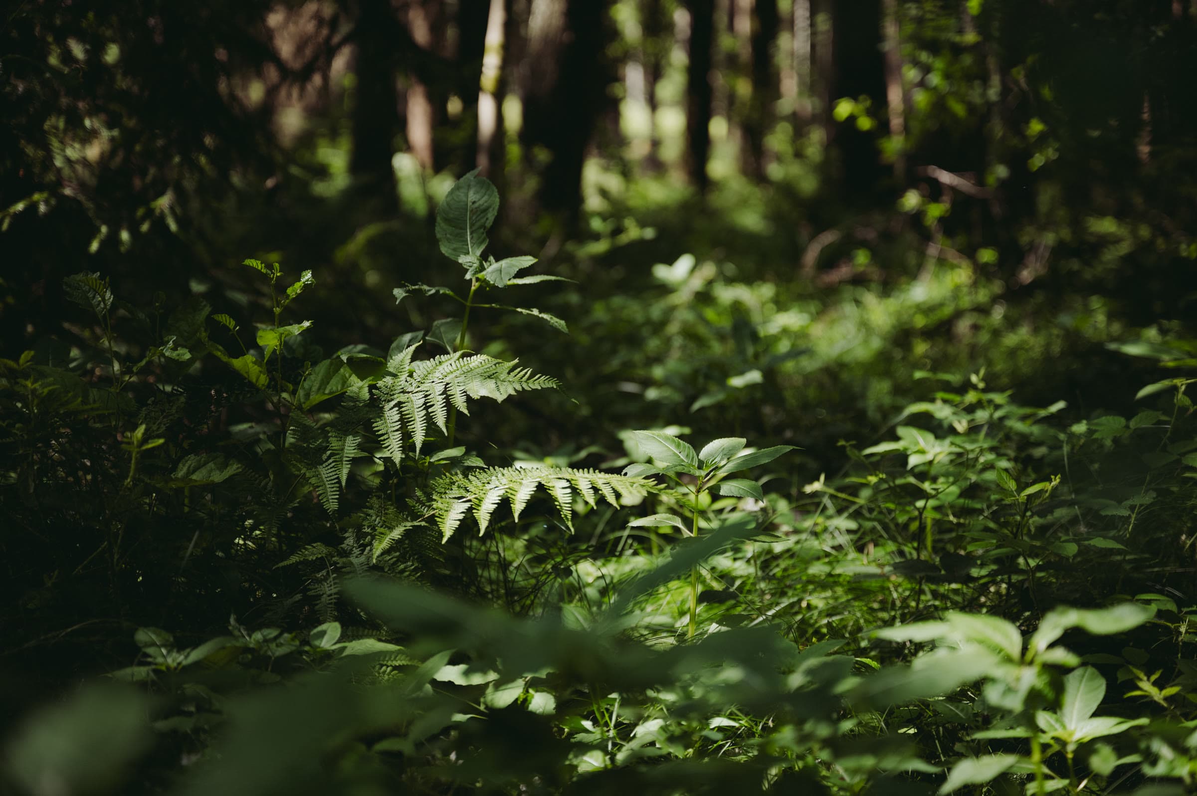 Forest undergrowth with green plants