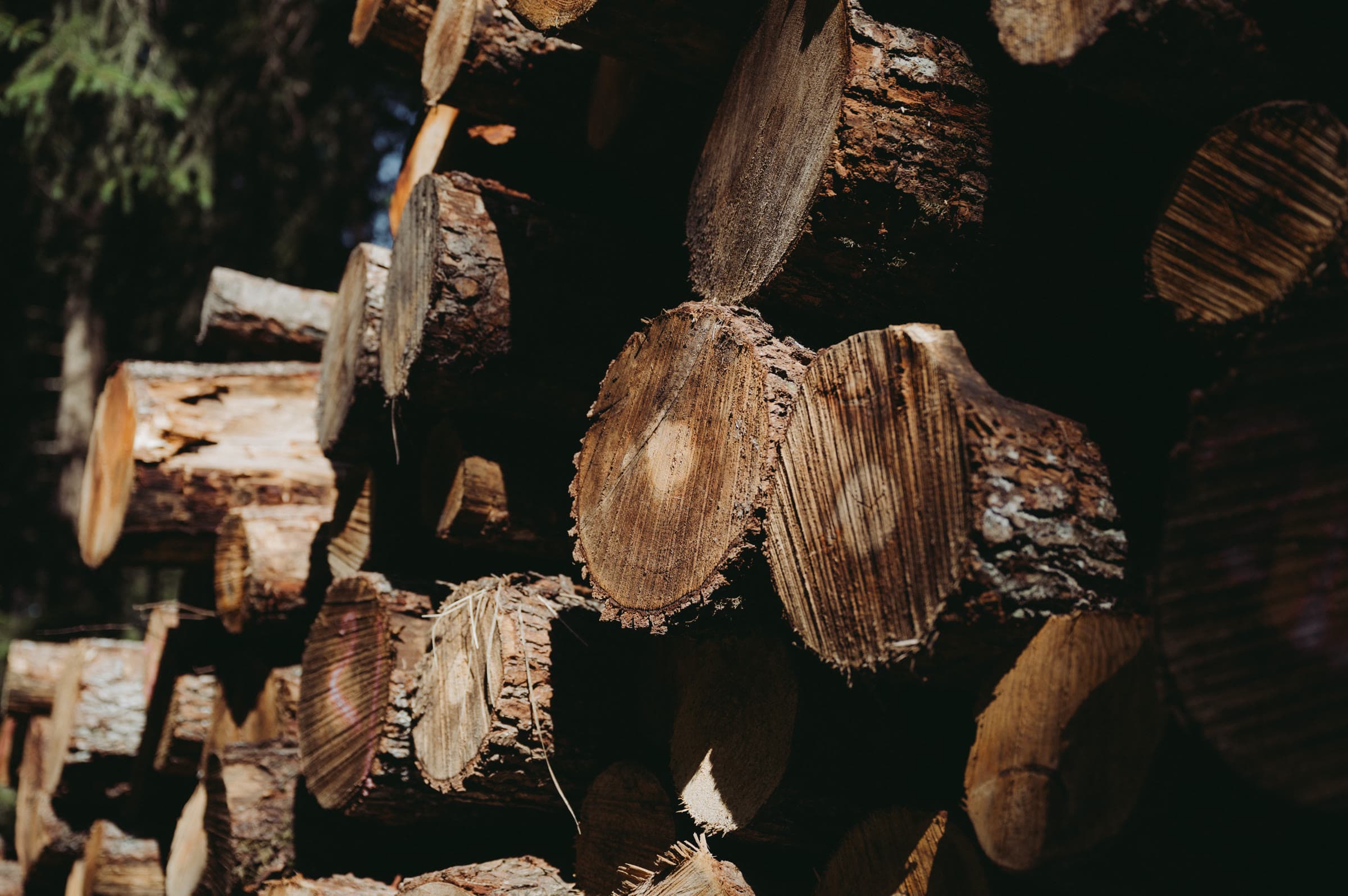Stacked rounds of harvested timber