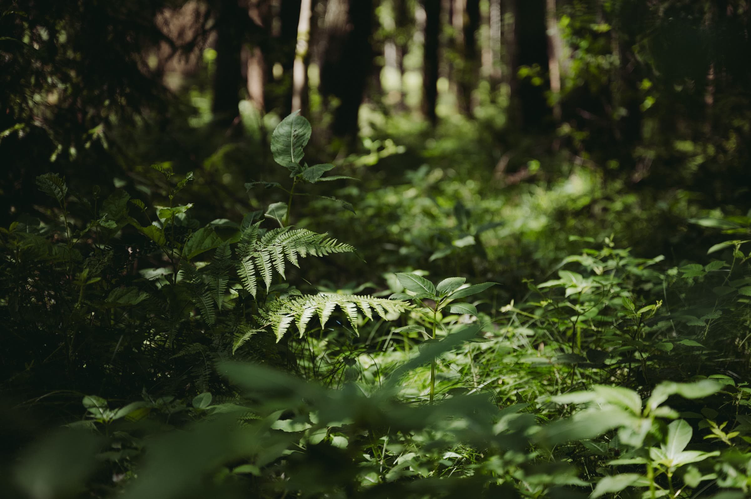 Ferns and green undergrowth on a forest floor