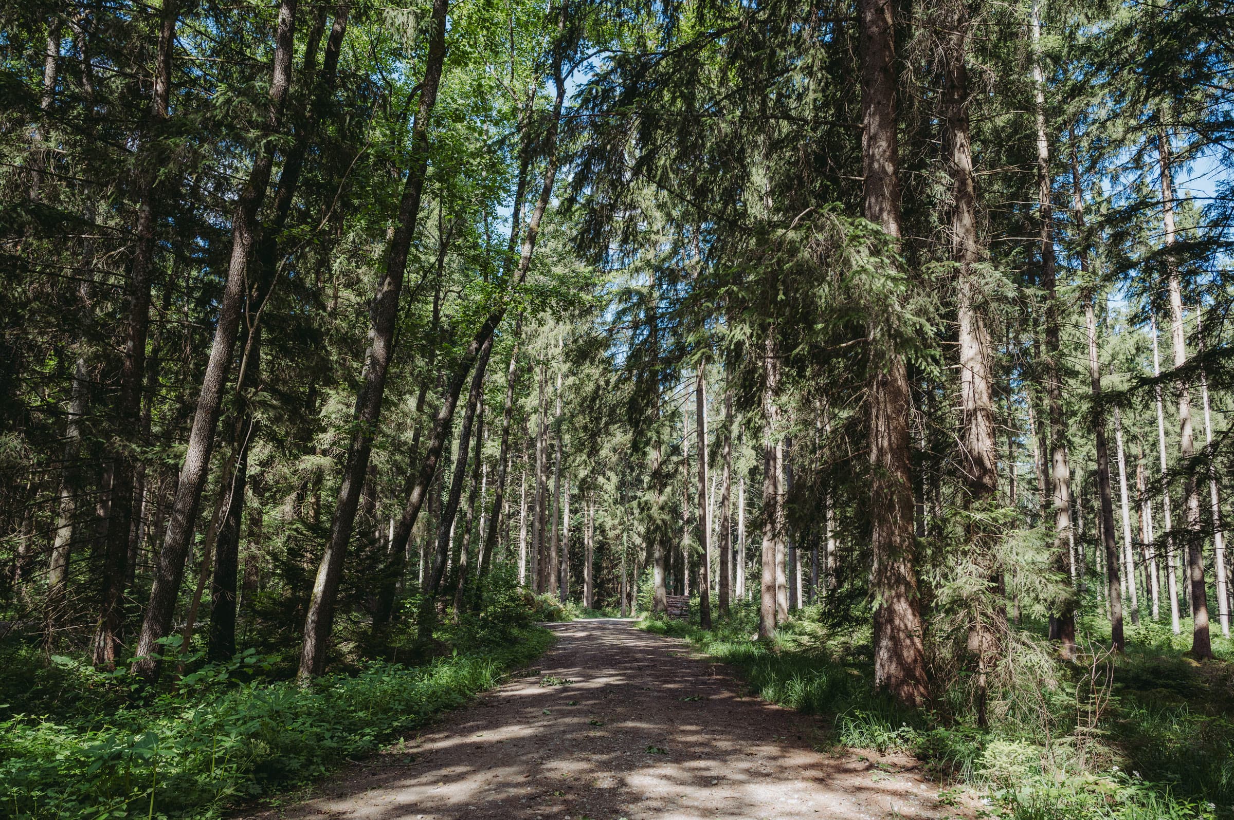 Sunlit path through a forest of tall conifers