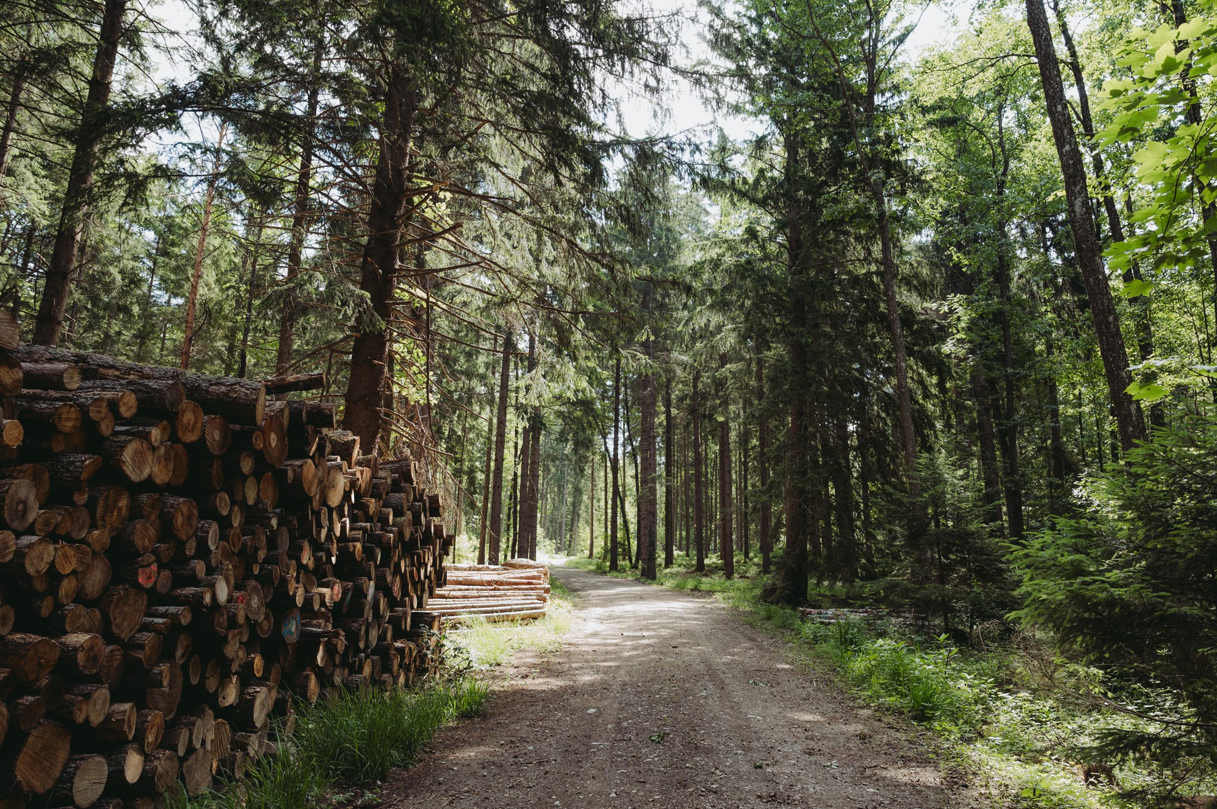 Forest track lined with stacked timber