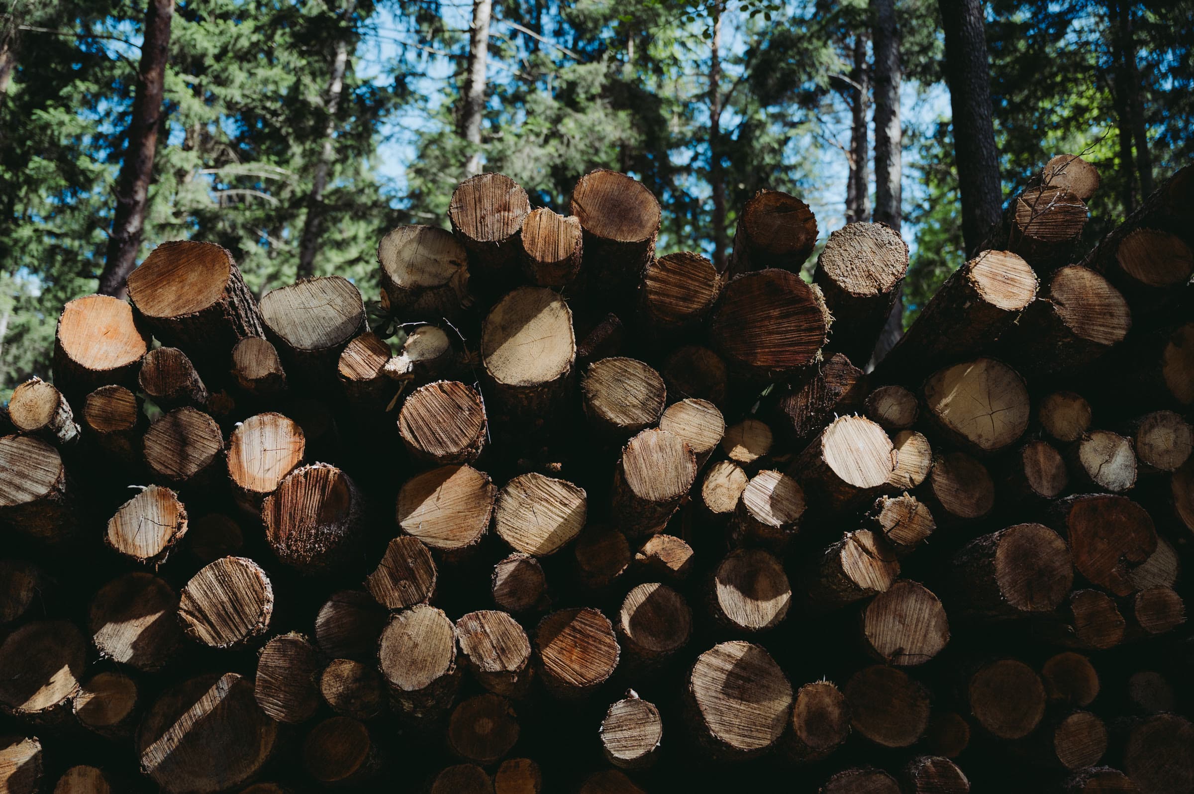 Stacked logs of harvested timber at the forest edge
